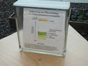 Mithilfe einer Chromatografie kann festgestellt werden, aus welchen Bestandteilen ein Stoffgemisch, beispielsweise Pflanzenfarbstoffe, bestehen. Foto: Susanne Benner Darstellung der Dünnschichtchromatografie zur Auftrennung von Blattfarbstoffen mit Beschriftung der einzelnen Farbstoffe.