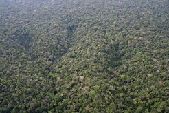 Blick auf den Amazonas Regenwald am ATTO-Standort, Bild: MPI für Chemie