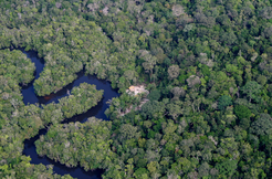 Fluss im Regenwald. Bild: MPI für Chemie