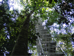 Am Standort steht bereits ein 80-Meter hoher Messturm. Bild: MPI für Chemie