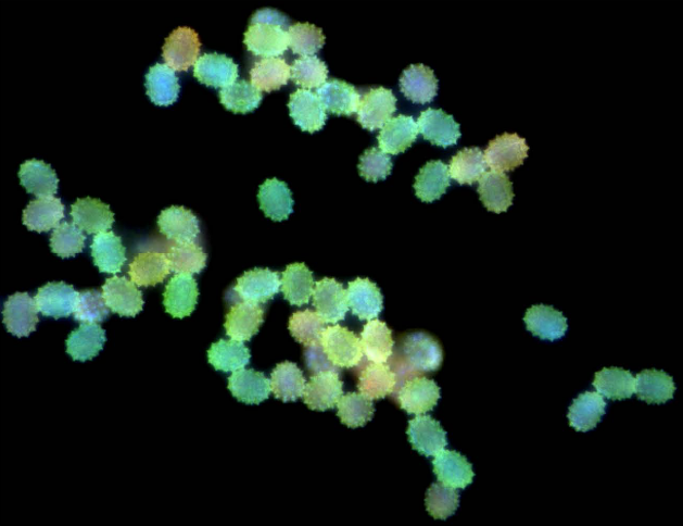 Fluorescence microscopy image from Matricaria chamomilla pollen. Pöhlker et al 2013, Atmos. Meas. Tech. 6, 3369–3392