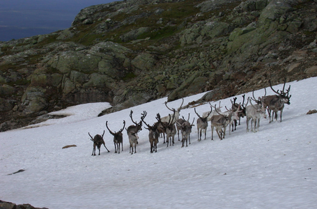 Some reindeers