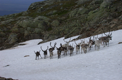 Some reindeers