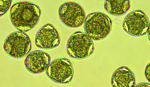 Light microscope picture of hazelnut pollen. Source: MPI for Chemistry.