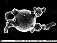 SEM pictures of aerosol particles collected over the Mediterian Sea