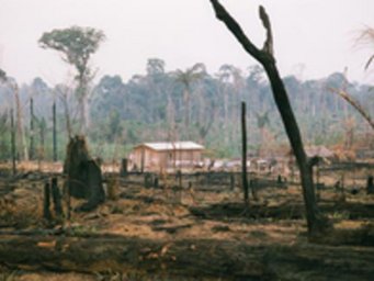 Abholzung und Ansiedlung im Amazonasregenwald zerstören lebenswichtige Ökosysteme und verursachen Klimaänderungen. Abholzung und Ansiedlung im Amazonasregenwald zerstören lebenswichtige Ökosysteme und verursachen Klimaänderungen.