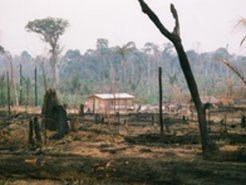 Abholzung und Ansiedlung im Amazonasregenwald zerstören lebenswichtige Ökosysteme und verursachen Klimaänderungen.