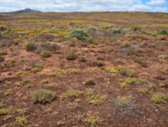 Intensiv ausgebildete biologische Bodenkruste in der Sukkulentenkaroo, Südafrika.