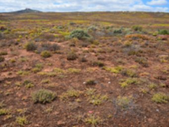 Intensiv ausgebildete biologische Bodenkruste in der Sukkulentenkaroo, Südafrika. Intensiv ausgebildete biologische Bodenkruste in der Sukkulentenkaroo, Südafrika.