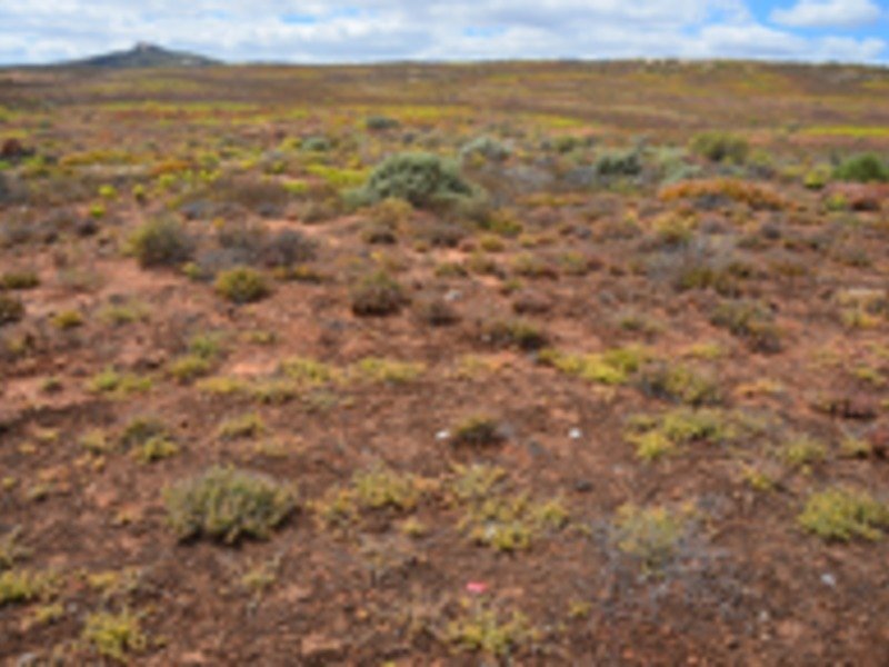 Intensiv ausgebildete biologische Bodenkruste in der Sukkulentenkaroo, Südafrika.