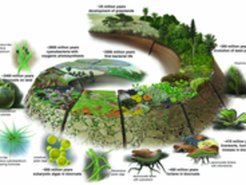 Die Grafik beschreibt die Evolution von Cyanobakterien und Algen bis zu den Samenpflanzen. Im letzten Abschnitt ist zu sehen, dass nach der Entwicklung der konkurrenzkräftigen Samenpflanzen biologische Bodenkrusten in Trockengebiete (z.B. Savannen) und extreme Habitate (z.B. Störungsregimes) zurückgedrängt werden.