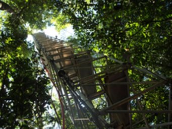 Mithilfe dieses 80 Meter hohen Messturms im Amazonas Regenwald sammelten die Forscher die Daten für ihre Studie. Mithilfe dieses 80 Meter hohen Messturms im Amazonas Regenwald sammelten die Forscher die Daten für ihre Studie.