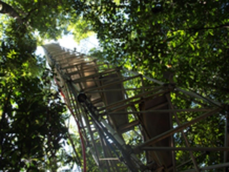 The researchers gathered the data for their study with the help of this 80-meter high measurement tower in the Amazonian rainforest.