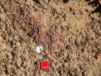 Eine von Flechten und Blaualgen dominierte biologische Bodenkruste in der Sukkulentenkaroo Südafrikas. Bettina Weber Eine von Flechten und Blaualgen dominierte biologische Bodenkruste in der Sukkulentenkaroo Südafrikas. Bettina Weber