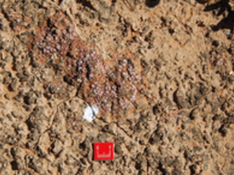 Eine von Flechten und Blaualgen dominierte biologische Bodenkruste in der Sukkulentenkaroo Südafrikas. Bettina Weber