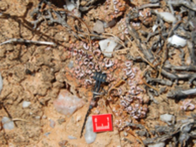 The newly developed soil moisture sensor being used in a lichen-dominated soilcrust in the Succulent Karoo, a semi-desert in South Africa.
