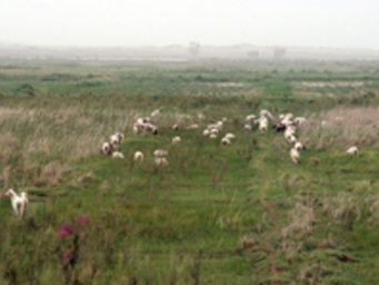 Weideflächen in Oasen der Taklamakan-Wüste könnten bald weiteren Äckern weichen, um Baumwolle oder Jujube anzubauen. Weideflächen in Oasen der Taklamakan-Wüste könnten bald weiteren Äckern weichen, um Baumwolle oder Jujube anzubauen.