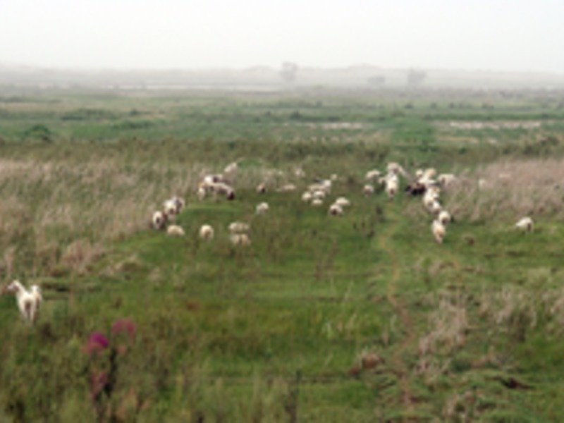 Pasture land in oases of the Taklamakan desert could soon be converted into fields to grow cotton or jujube.
