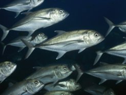 Through oceanic currents toxic substances are transported to new marine regions. The substances accumulate in the marine food chain and may therefore reach the human food system.