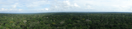 Blick über den Amazonas Regenwald. Bild: C. Pöhlker