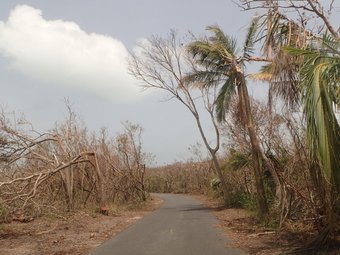 Zerstörte Natur nach dem Hurrikan. Eine schmale Asphaltstraße führt durch eine Landschaft mit umgestürzten Palmen und kahlen Bäumen unter bewölktem Himmel.