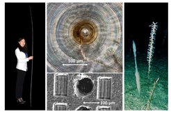 2.7 meter Monorhaphis chuni sponge spicule from the South China Sea. Centre photo, top: Polished glass sponge cross-section. The 'growth rings' are easily visible. Centre, bottom: Rectangular (for Si isotope measurements) and round (for Ge measurements) laser spots. Right photo: A meter-long specimen of the M. chuni glass sponge in the South Pacific near New Caledonia in its natural habitat at a depth of around 1,000 meters.