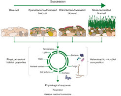 Succession in biological soil crusts: First to form on bare, uncolonized soil are cyanobacteria-dominated biocrusts. These are succeeded by lichen-dominated and finally bryophyte-dominated biological soil crusts. Each stage hosts different communities of heterotrophs and displays different habitat characteristics, which in turn affect metabolic processes within the soil crust.