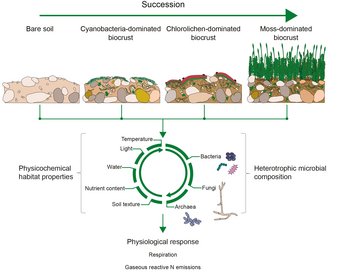 Succession in biological soil crusts: First to form on bare, uncolonized soil are cyanobacteria-dominated biocrusts. These are succeeded by lichen-dominated and finally bryophyte-dominated biological soil crusts. Each stage hosts different communities of heterotrophs and displays different habitat characteristics, which in turn affect metabolic processes within the soil crust. Diagram showing soil succession from bare soil to moss-dominated biocrust, influenced by physicochemical habitat properties like temperature, light, water, and nutrient content, alongside heterotrophic microbial composition including bacteria, fungi, and archaea, leading to physiological responses such as respiration and nitrogen emissions.