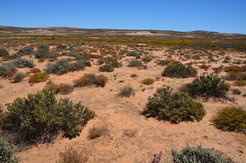 Biologische Bodenkrusten bilden einen grundlegenden Bestandteil der Vegetation in der Halbwüste der Sukkulentenkaroo Südafrikas (a). Diese Bodenkrusten sind allerdings durch Klima- und Landnutzungsänderungen bedroht. In Abbildung (b) sind durch Flechten (rosa) und Cyanobakterien (braun) dominierte Bodenkrusten zu sehen.