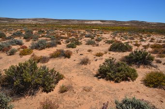 Biologische Bodenkrusten bilden einen grundlegenden Bestandteil der Vegetation in der Halbwüste der Sukkulentenkaroo Südafrikas (a). Diese Bodenkrusten sind allerdings durch Klima- und Landnutzungsänderungen bedroht. In Abbildung (b) sind durch Flechten (rosa) und Cyanobakterien (braun) dominierte Bodenkrusten zu sehen. Karge, weitläufige Wüstenlandschaft mit verstreuten Büschen und klarem blauen Himmel im Hintergrund.