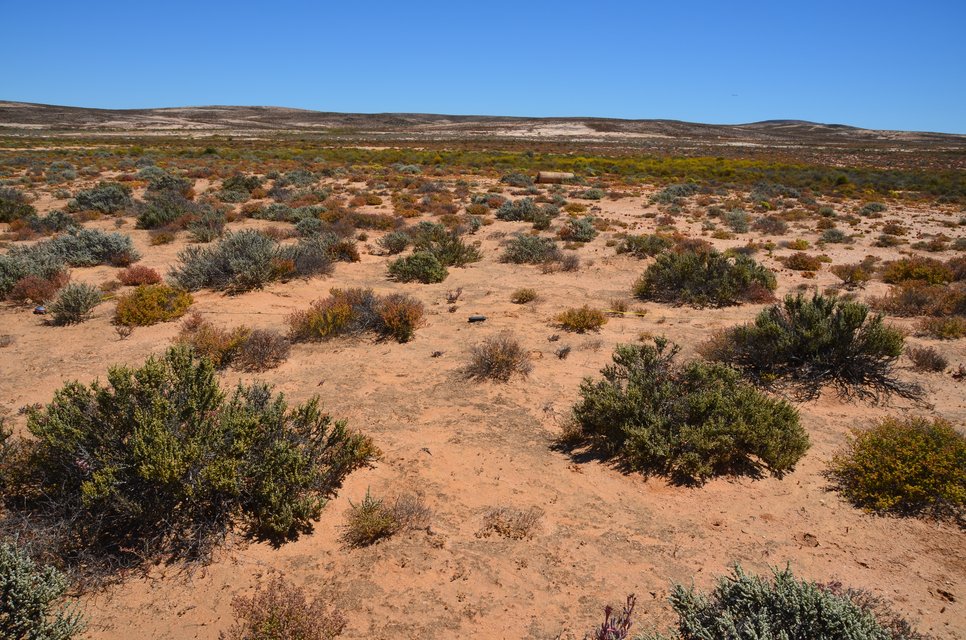 Karge, weitläufige Wüstenlandschaft mit verstreuten Büschen und klarem blauen Himmel im Hintergrund.