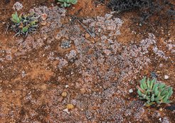 Durch Flechten (rosa) und Cyanobakterien (braun) dominierte Bodenkrusten.