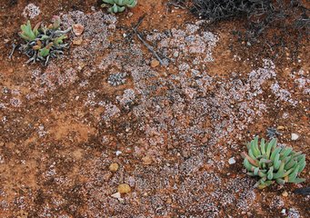 Durch Flechten (rosa) und Cyanobakterien (braun) dominierte Bodenkrusten. Sukkulenten und Flechten auf roter Erde verstreut.