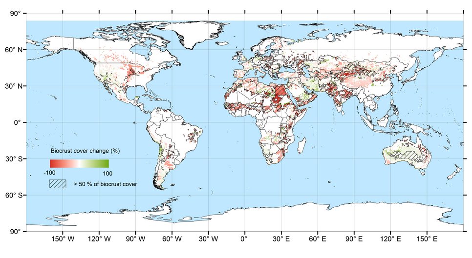 The illustration shows the change in the global cover of biological soil crusts under future climate and land use conditions described as the “mildest” scenario by the IPCC (RCP 2.6). Green shows an increase and red a decrease in biocrust cover [in percent]. The blue hatched areas indicate regions with a biocrust cover of more than 50 percent under current conditions.