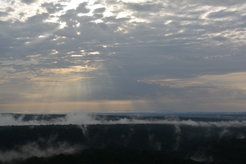 Rain forest impression at the ATTO site. Photo: A. Crozier.
