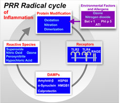 The Pattern Recognition Radical Cycle of acute and chronic inflammation.
