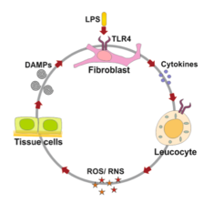 PRR ROS Cycle.