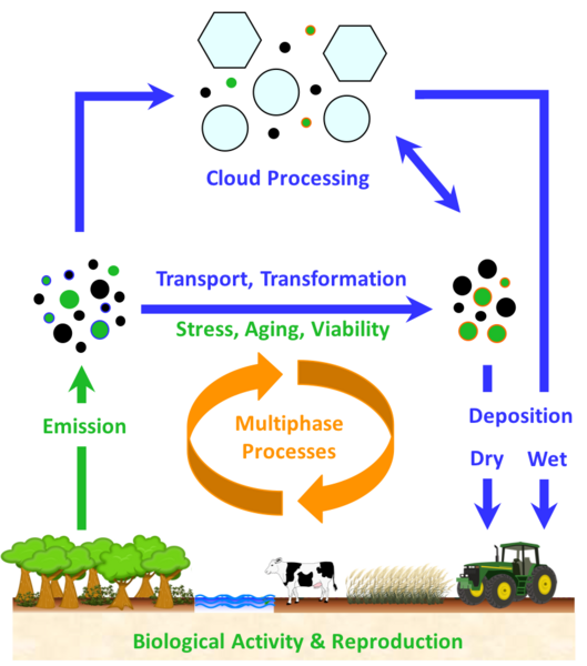 Bioaerosol cycling in the Earth system. Adapted from Fröhlich-Nowoisky et al., Atoms. Res. 182, 346-376, 2016.