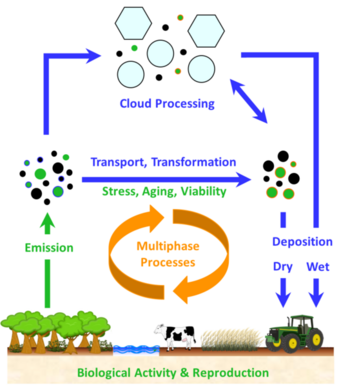 Bioaerosol cycling in the Earth system. Adapted from Fröhlich-Nowoisky et al., Atoms. Res. 182, 346-376, 2016. Grafik: Bioaerosol cycling in the Earth system.