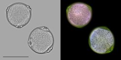 Fluorescence microscopy image of birch pollen (Betula fontinalis). Scale bar = 30 µm. Adopted from Pöhlker et al., Atmos. Meas. Tech., 6, 3369-3392, 2013.
