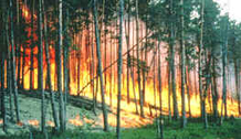 Forest engulfed in flames, trees silhouetted against the fire.