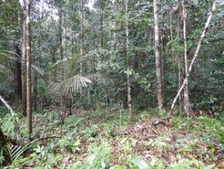 A dense tropical forest scene featuring tall trees, various green undergrowth, ferns, and scattered fallen leaves on the forest floor.