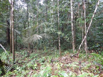 The trees of the Amazon rainforest emit huge amounts of volatile substances that influence the chemical composition of the air. Photo: Cybelli Barbosa A dense tropical forest scene featuring tall trees, various green undergrowth, ferns, and scattered fallen leaves on the forest floor.