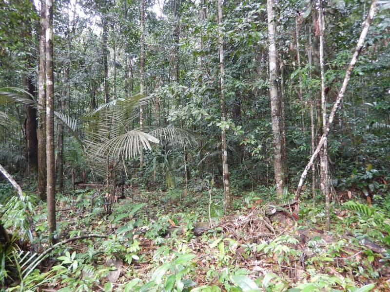 A dense tropical forest scene featuring tall trees, various green undergrowth, ferns, and scattered fallen leaves on the forest floor.