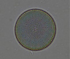 Eine Mikrofotografie einer zentrischen Kieselalge aus dem Indischen Südozean aus dem Holozän. Quelle: Dr. Anja Studer/MPIC
