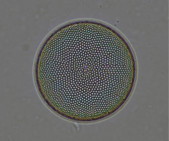 Eine Mikrofotografie einer zentrischen Kieselalge aus dem Indischen Südozean aus dem Holozän. Quelle: Dr. Anja Studer/MPIC Mikroskopische Aufnahme einer Diatomee mit kreisförmigem, symmetrischem Punktmuster auf einer grauen Fläche.