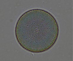 Close-up of a diatom under a microscope, showcasing a circular shape with a complex, symmetrical pattern of tiny dots arranged geometrically.