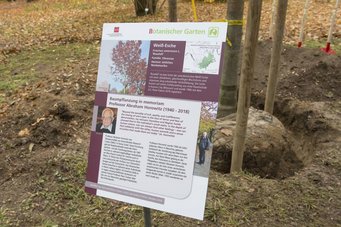 Source: Peter Pulkowski/JGU Schild im Botanischen Garten, das eine Weiß-Esche beschreibt und Professor Horowitz ehrt.