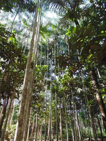 Kultivierter Urwald: Menschen prägten die Pflanzenwelt im Amazonasbecken, wie etwa im Staatswald von Humaitá im brasilianischen Bundesstaat Amazonas, stärker als bislang angenommen. Denn sie domestizierten etwa Acai-Palmen und sorgten für deren Verbreitung. Source: Carolina Levis Dünne Palmen ragen hoch in den Himmel, umgeben von dichten Blättern und Sonnenstrahlen, die durch das Blätterdach dringen.