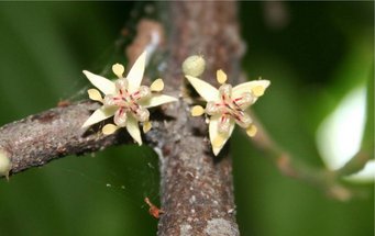 Blüten des Kakaobaums. Kakao ist eine der Baumarten, die von den Ureinwohnern Amazoniens domestiziert wurden. Quelle: Florian Wittmann Zwei gelbe Blüten mit roten Streifen auf einem Ast, im Hintergrund grüne Unschärfe. Es sind Blüten des Kakaobaums.